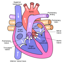 humanheartdiagram